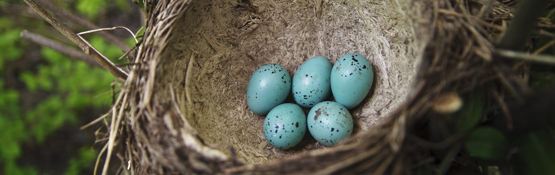 Four Reasons to Consider a Roth IRA